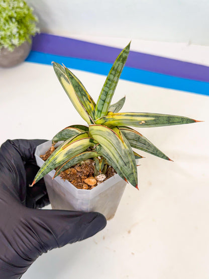 Sansevieria Blue Clone White Var (p) | Exact Plant From Listing