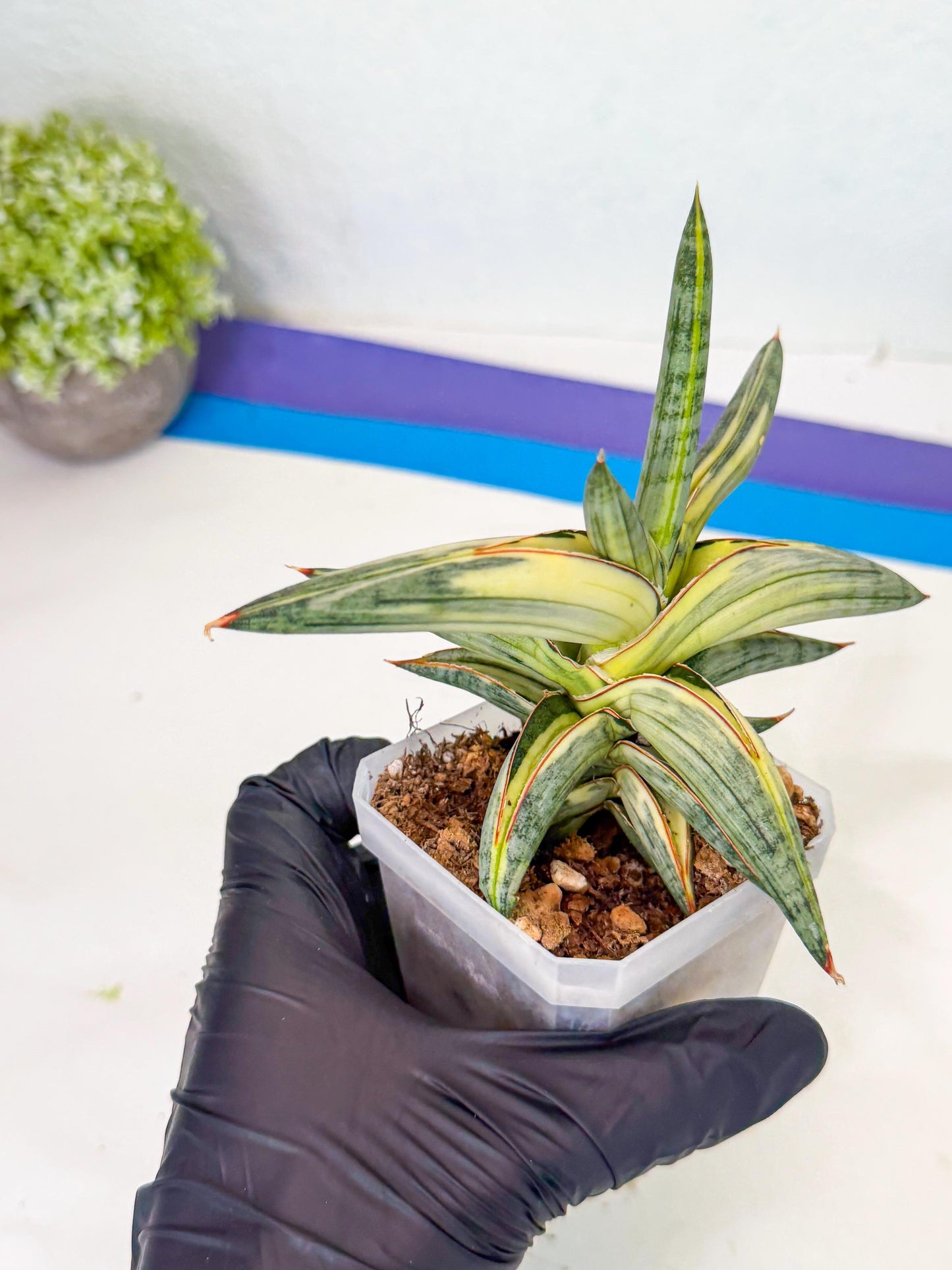 Sansevieria Blue Clone White Var (p) | Exact Plant From Listing