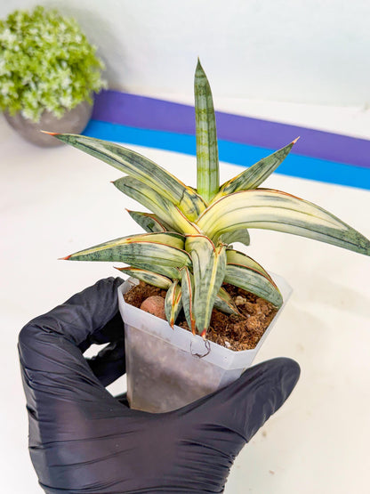 Sansevieria Blue Clone White Var (p) | Exact Plant From Listing