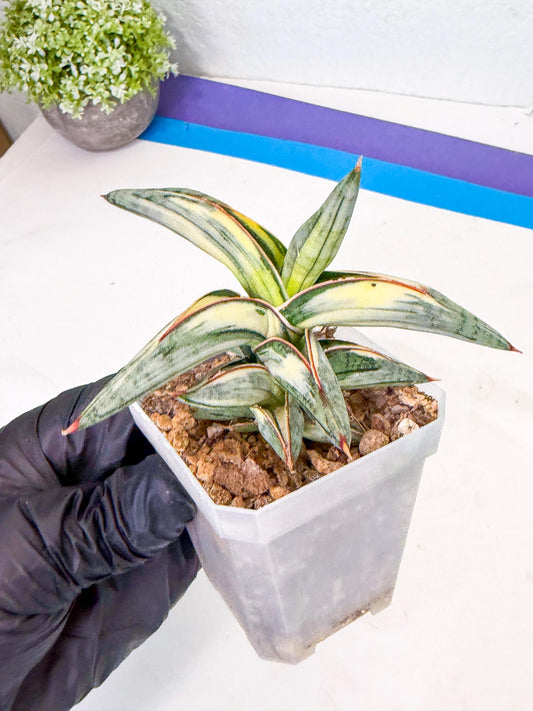 Sansevieria Blue Clone White Var (y) | Exact Plant From Listing