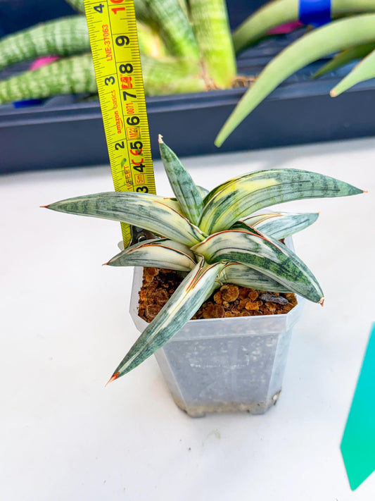 Sansevieria Blue Clone White Var (g) | Exact Plant From Listing
