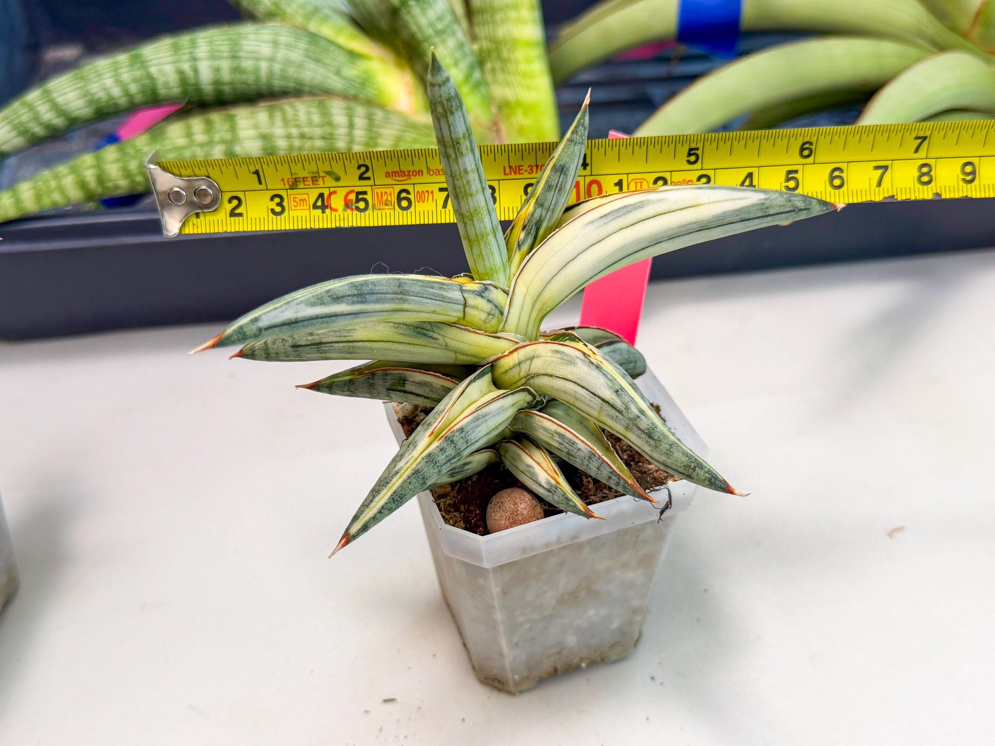 Sansevieria Blue Clone White Var (p) | Exact Plant From Listing