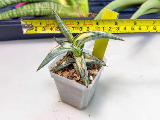Sansevieria Blue Clone White Var (y) | Exact Plant From Listing