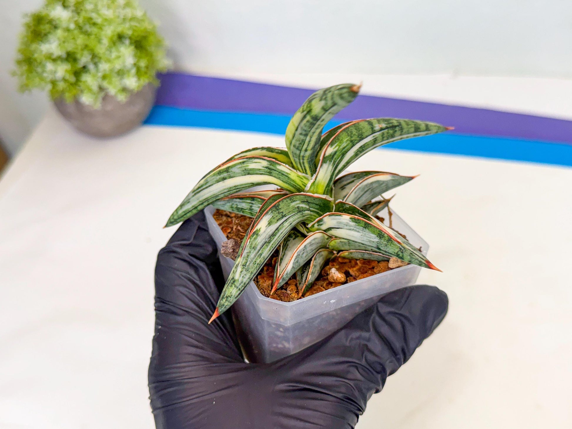 Sansevieria Blue Clone White Var (o) | Exact Plant From Listing