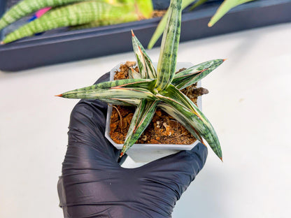 Sansevieria Blue Clone White Var (o) | Exact Plant From Listing