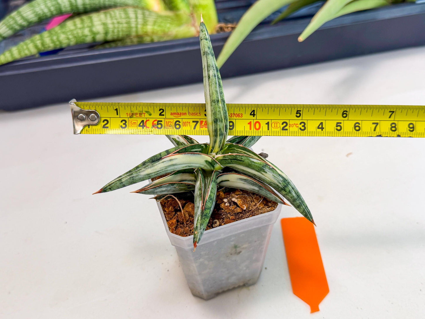 Sansevieria Blue Clone White Var (o) | Exact Plant From Listing