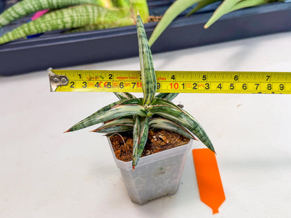 Sansevieria Blue Clone White Var (o) | Exact Plant From Listing
