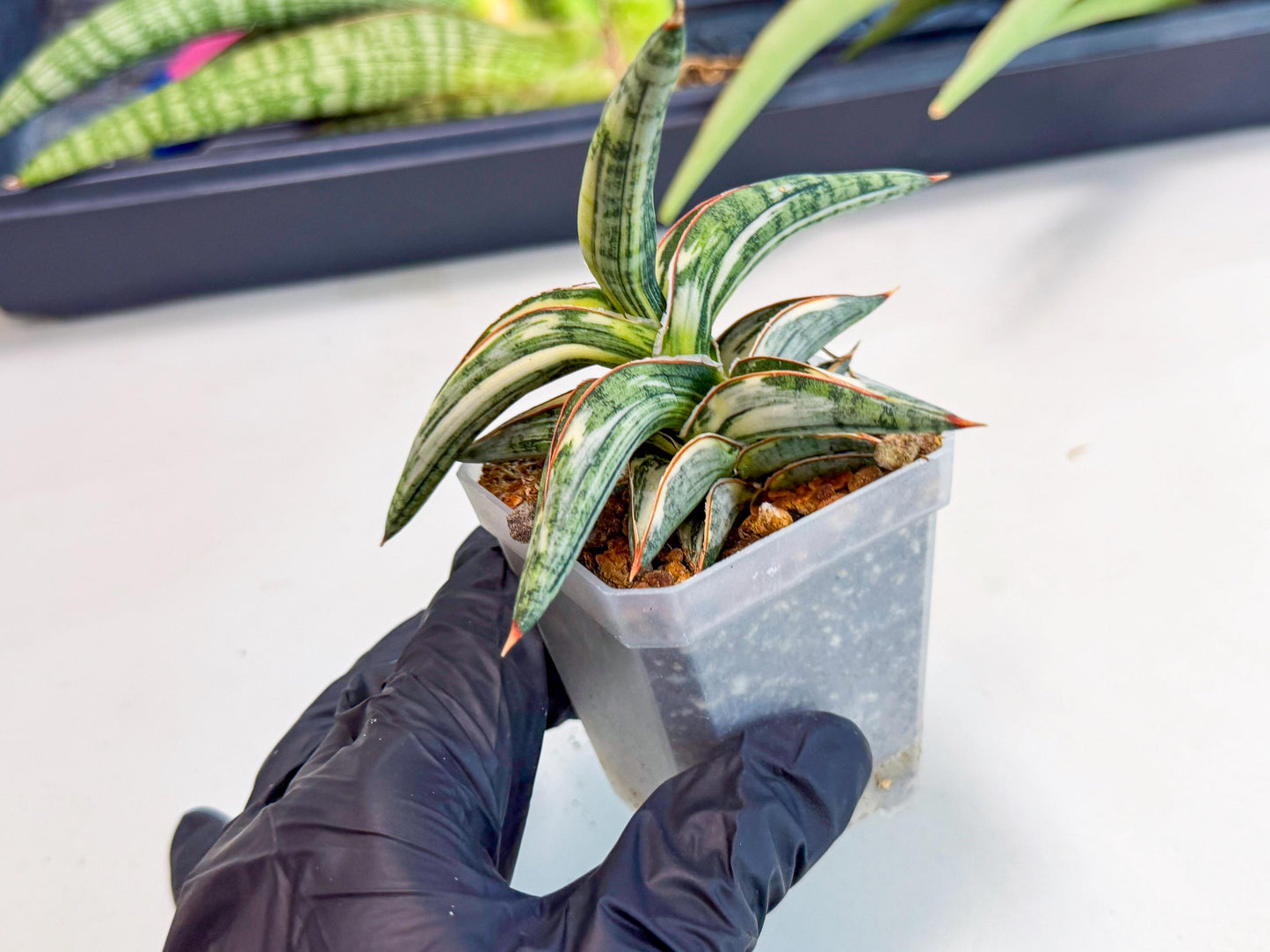Sansevieria Blue Clone White Var (o) | Exact Plant From Listing