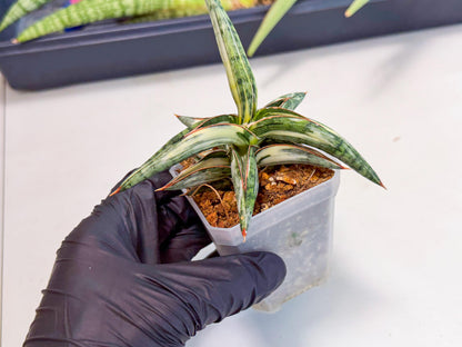 Sansevieria Blue Clone White Var (o) | Exact Plant From Listing
