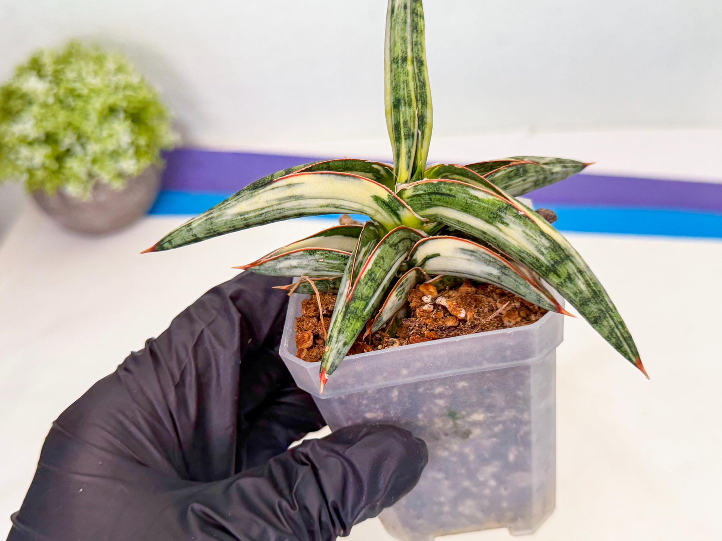 Sansevieria Blue Clone White Var (o) | Exact Plant From Listing
