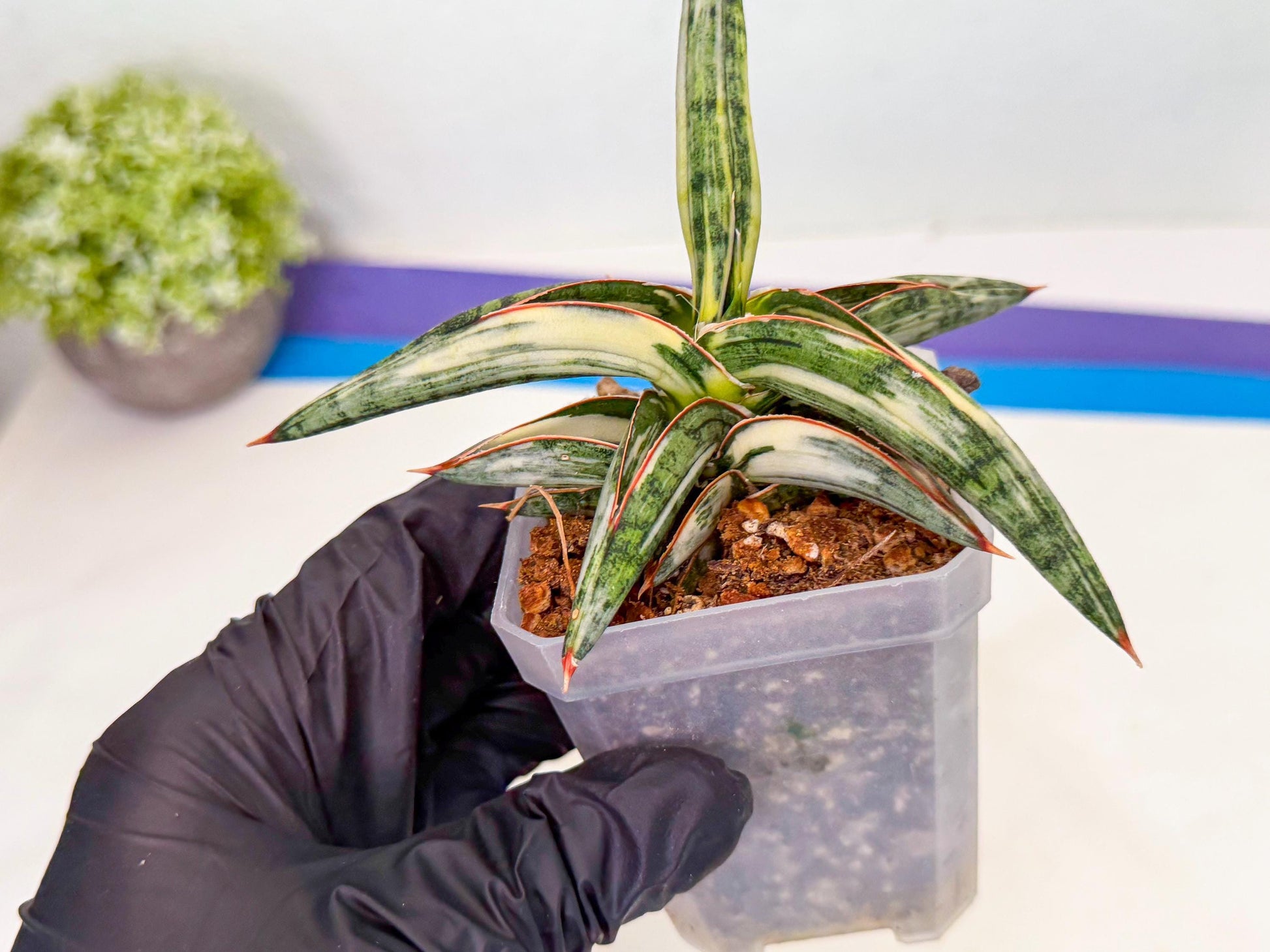 Sansevieria Blue Clone White Var (o) | Exact Plant From Listing