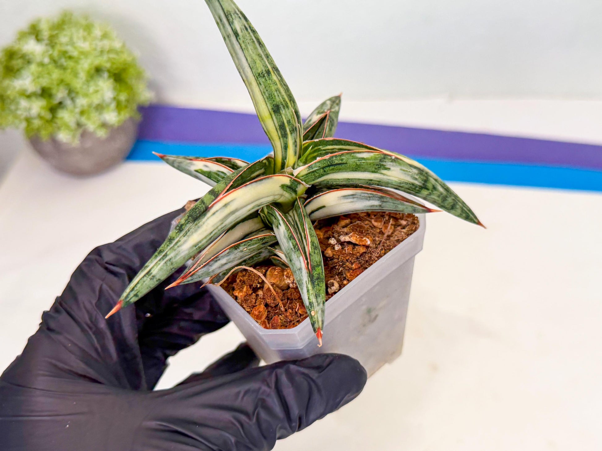 Sansevieria Blue Clone White Var (o) | Exact Plant From Listing
