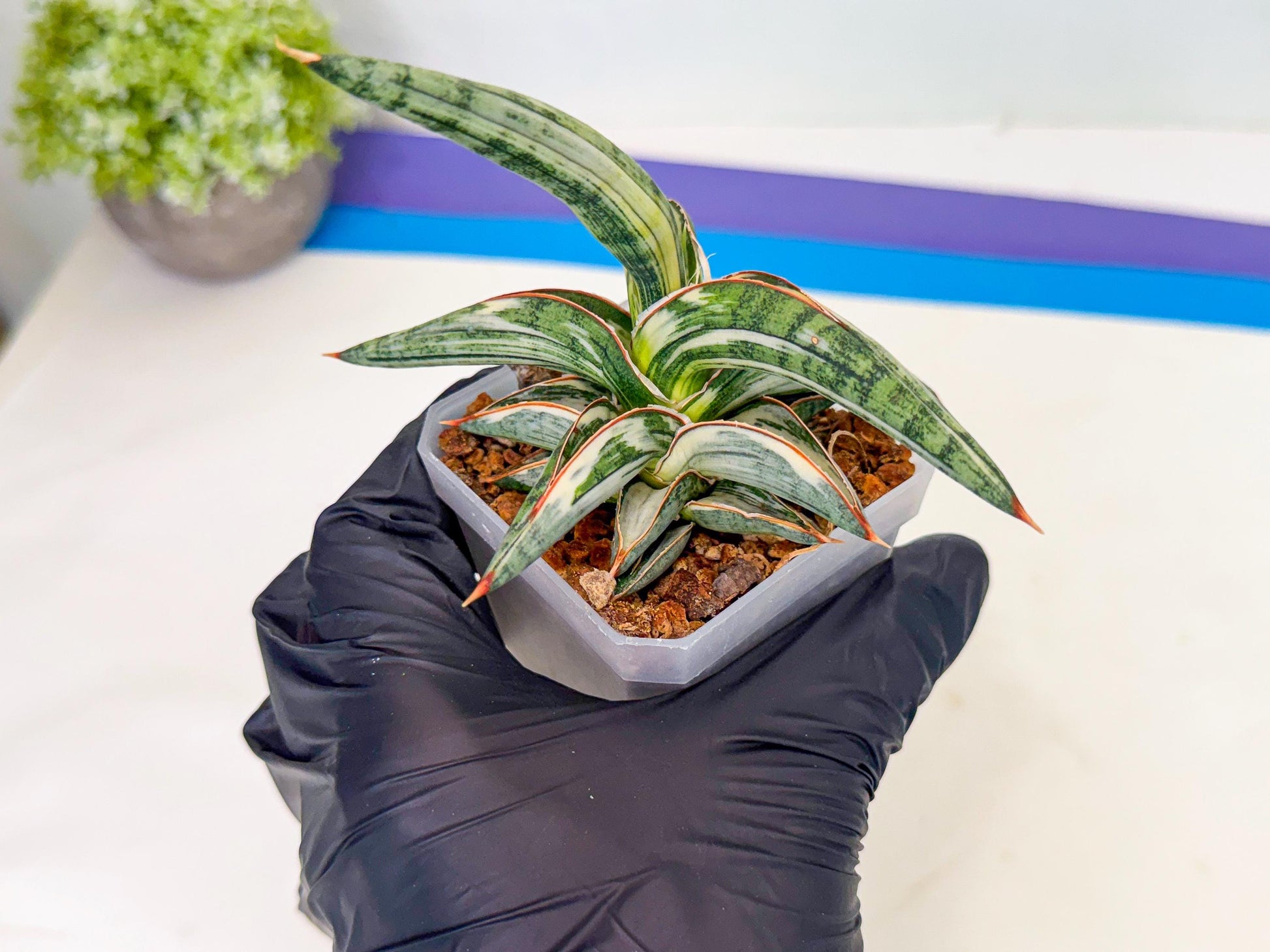 Sansevieria Blue Clone White Var (o) | Exact Plant From Listing