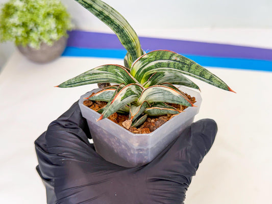 Sansevieria Blue Clone White Var (o) | Exact Plant From Listing