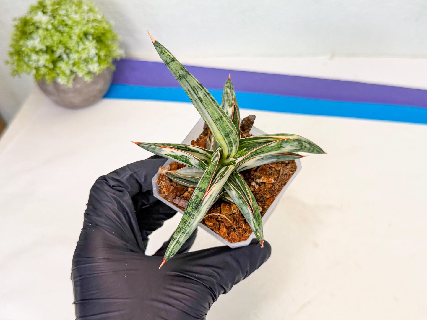 Sansevieria Blue Clone White Var (o) | Exact Plant From Listing