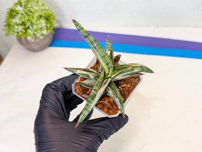 Sansevieria Blue Clone White Var (o) | Exact Plant From Listing