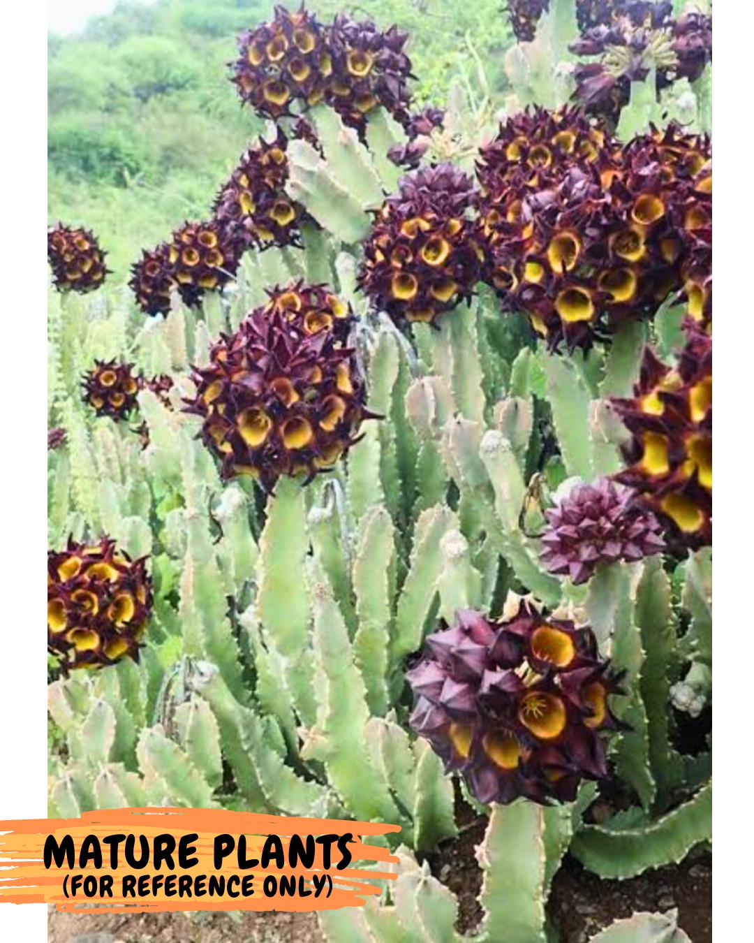 Caralluma Speciosa (g) | Rare House Plant