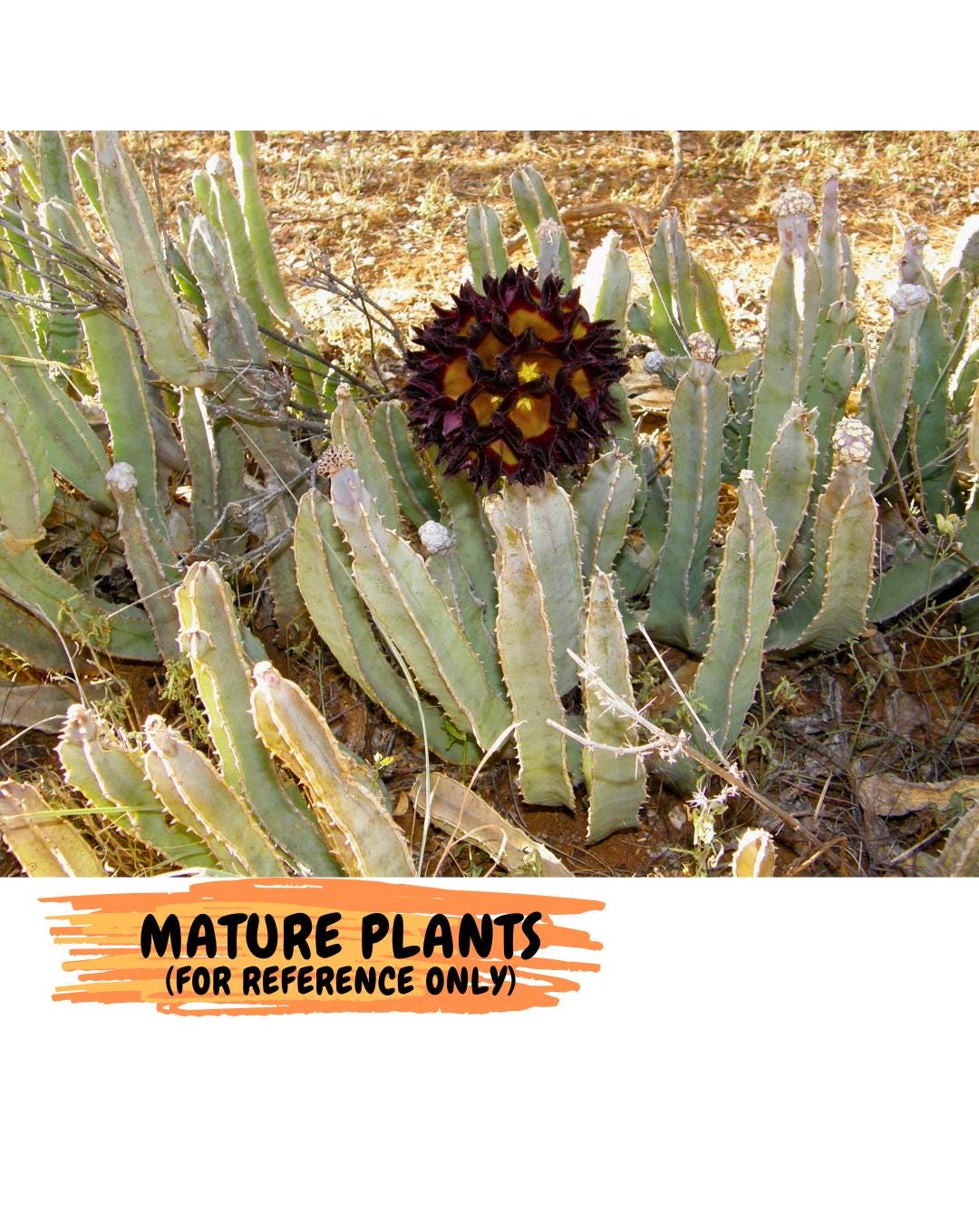 Caralluma Speciosa (g) | Rare House Plant