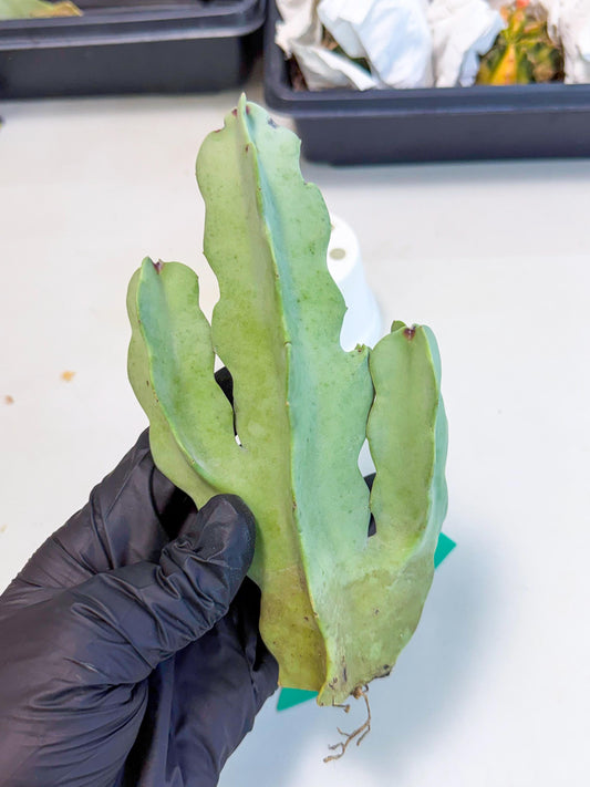 Caralluma Speciosa (g) | Rare House Plant