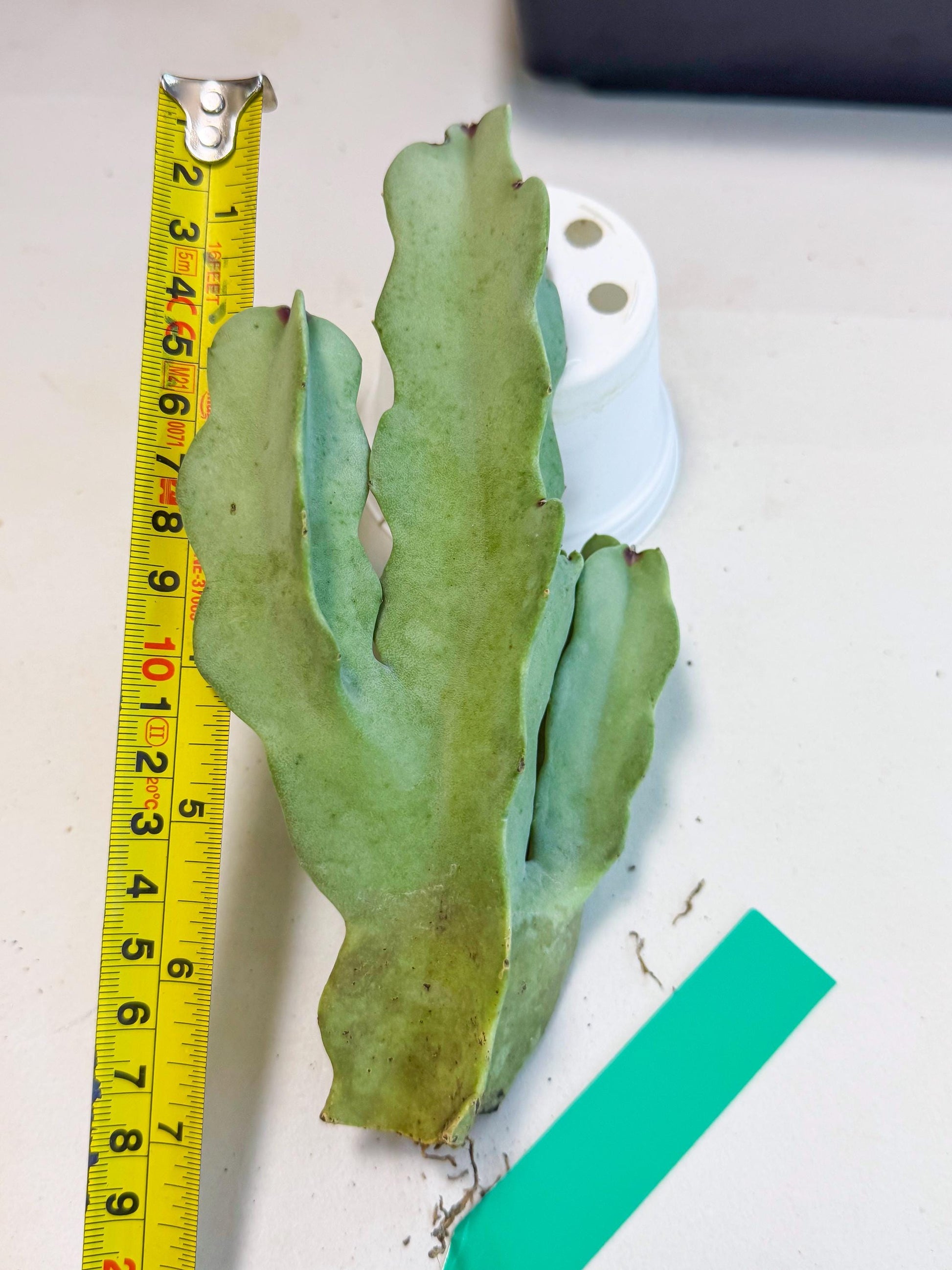 Caralluma Speciosa (g) | Rare House Plant