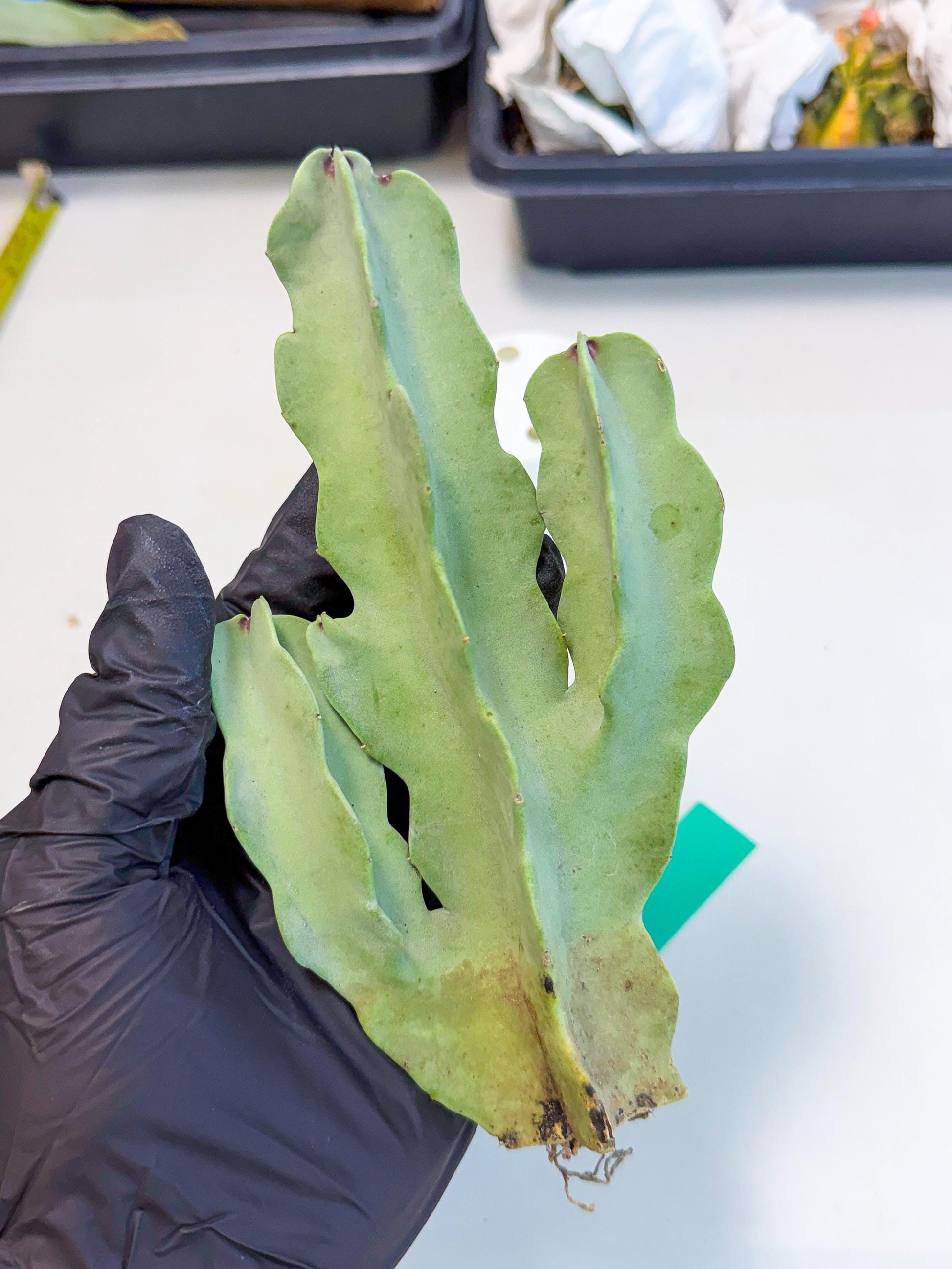 Caralluma Speciosa (g) | Rare House Plant