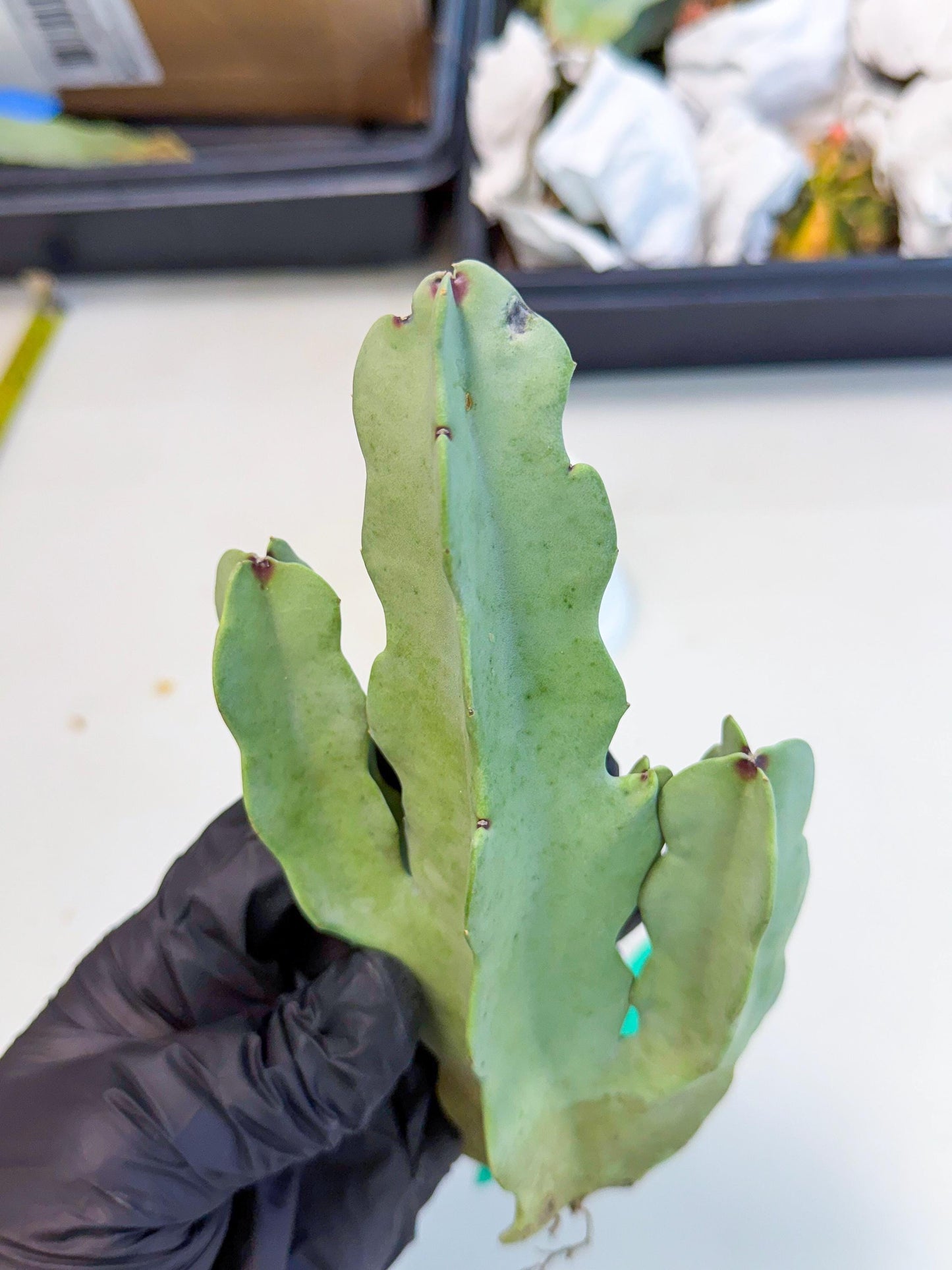 Caralluma Speciosa (g) | Rare House Plant