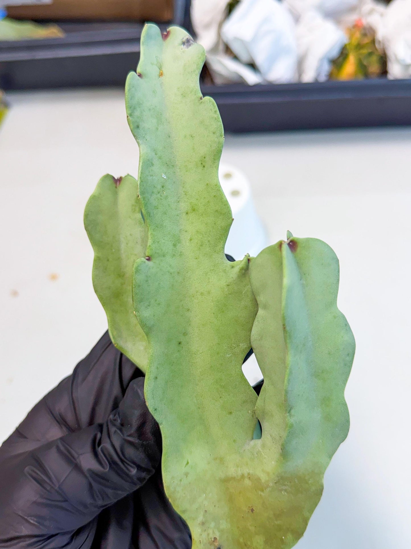 Caralluma Speciosa (g) | Rare House Plant