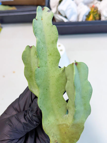 Caralluma Speciosa (g) | Rare House Plant
