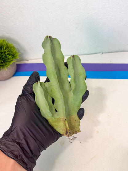 Caralluma Speciosa (g) | Rare House Plant