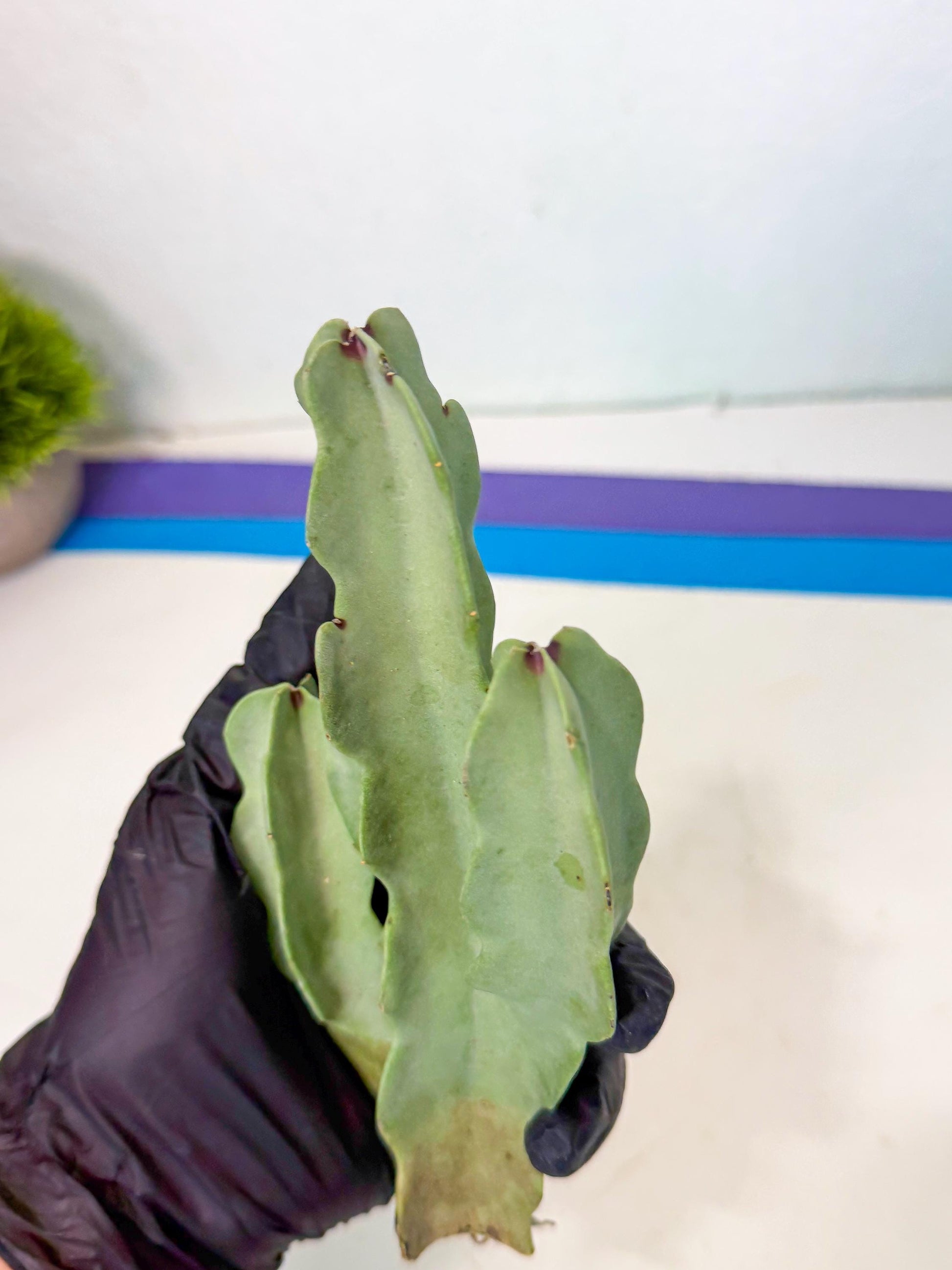 Caralluma Speciosa (g) | Rare House Plant
