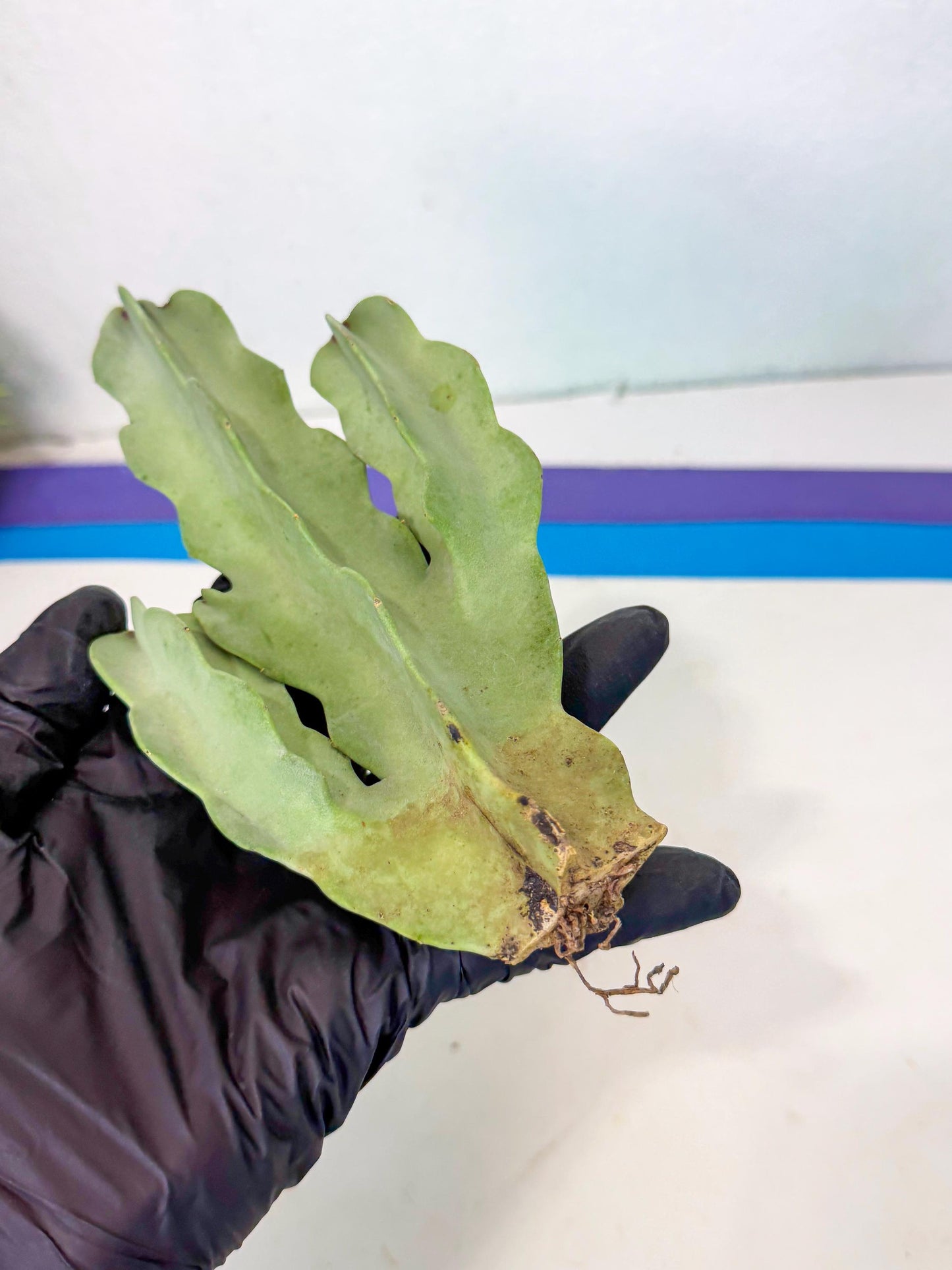 Caralluma Speciosa (g) | Rare House Plant