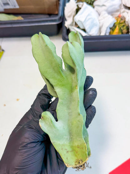 Caralluma Speciosa (r) | Rare House Plant