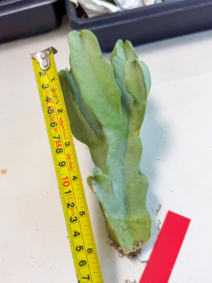 Caralluma Speciosa (r) | Rare House Plant