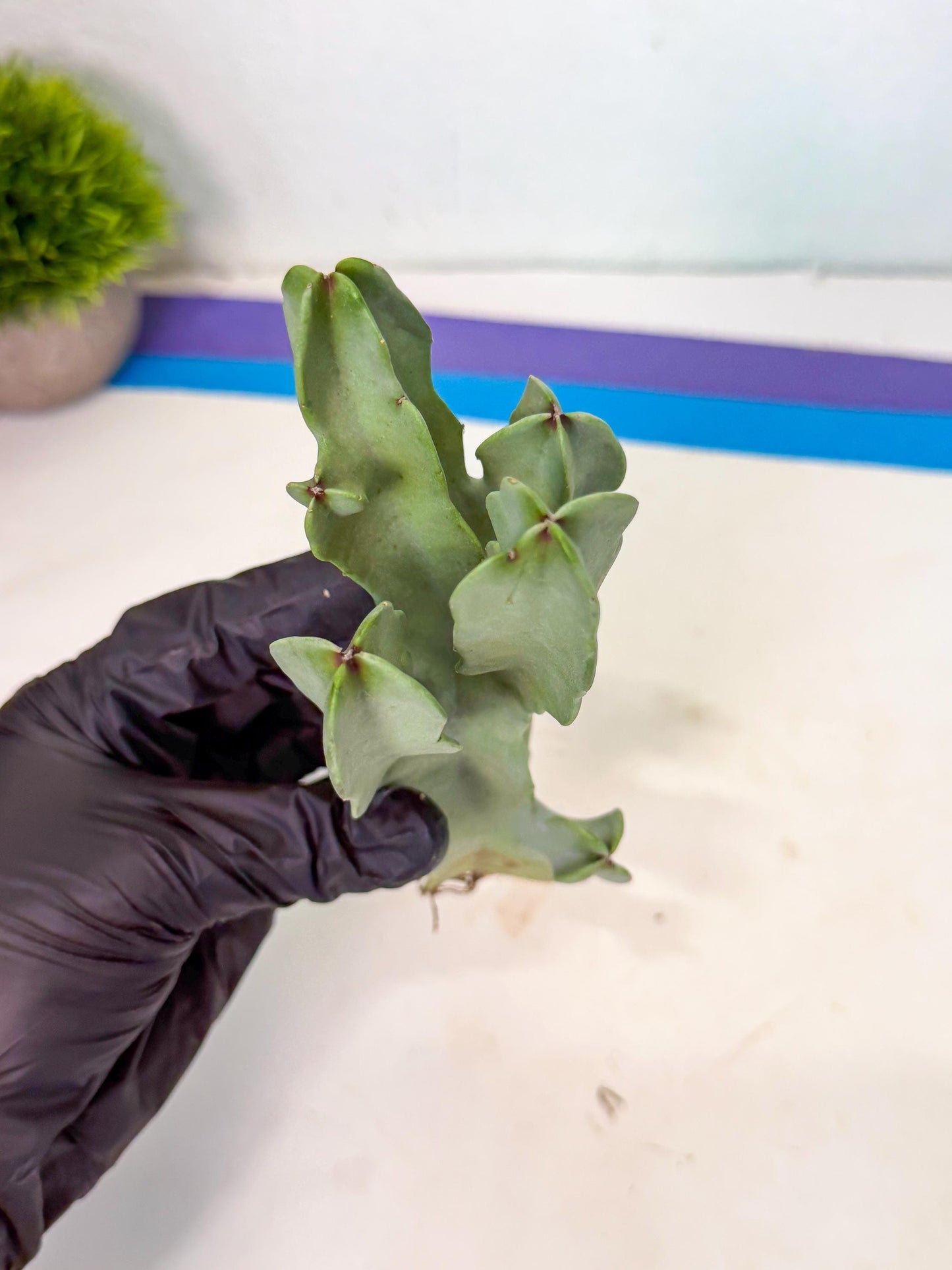 Caralluma Speciosa (r) | Rare House Plant