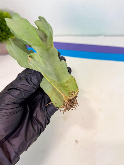 Caralluma Speciosa (r) | Rare House Plant