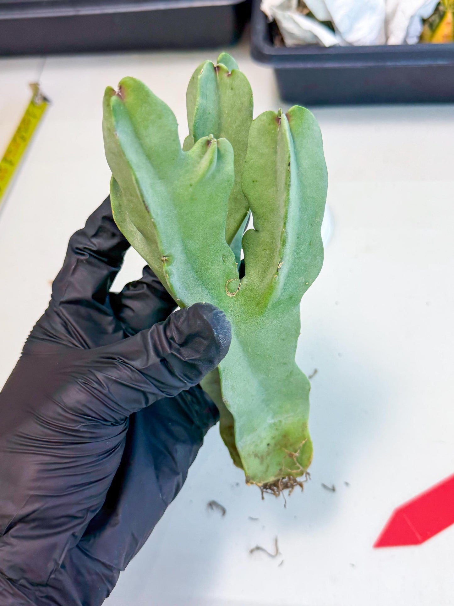 Caralluma Speciosa (r) | Rare House Plant