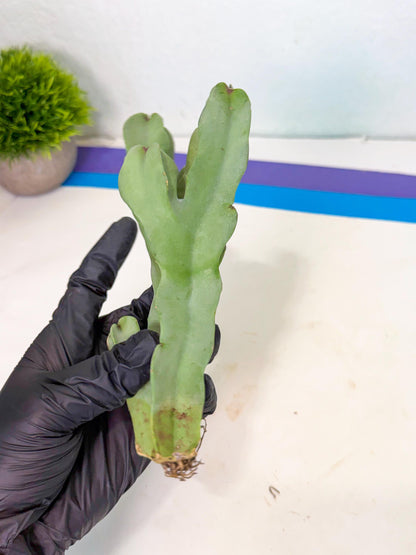 Caralluma Speciosa (r) | Rare House Plant