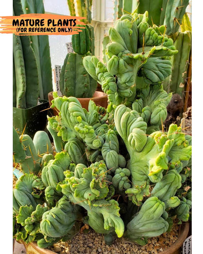 Rare Crested Cactus (p) | Rare House Plant