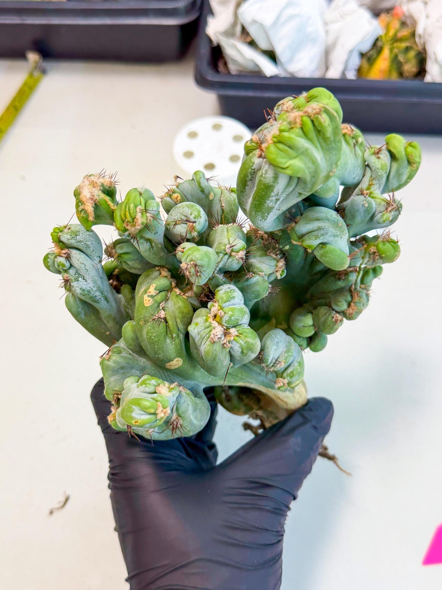 Rare Crested Cactus (p) | Rare House Plant