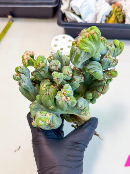 Rare Crested Cactus (p) | Rare House Plant