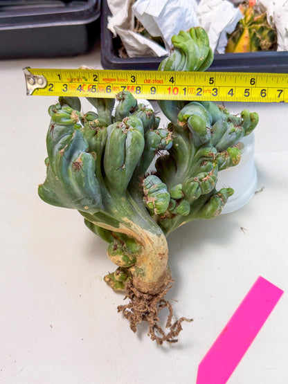 Rare Crested Cactus (p) | Rare House Plant