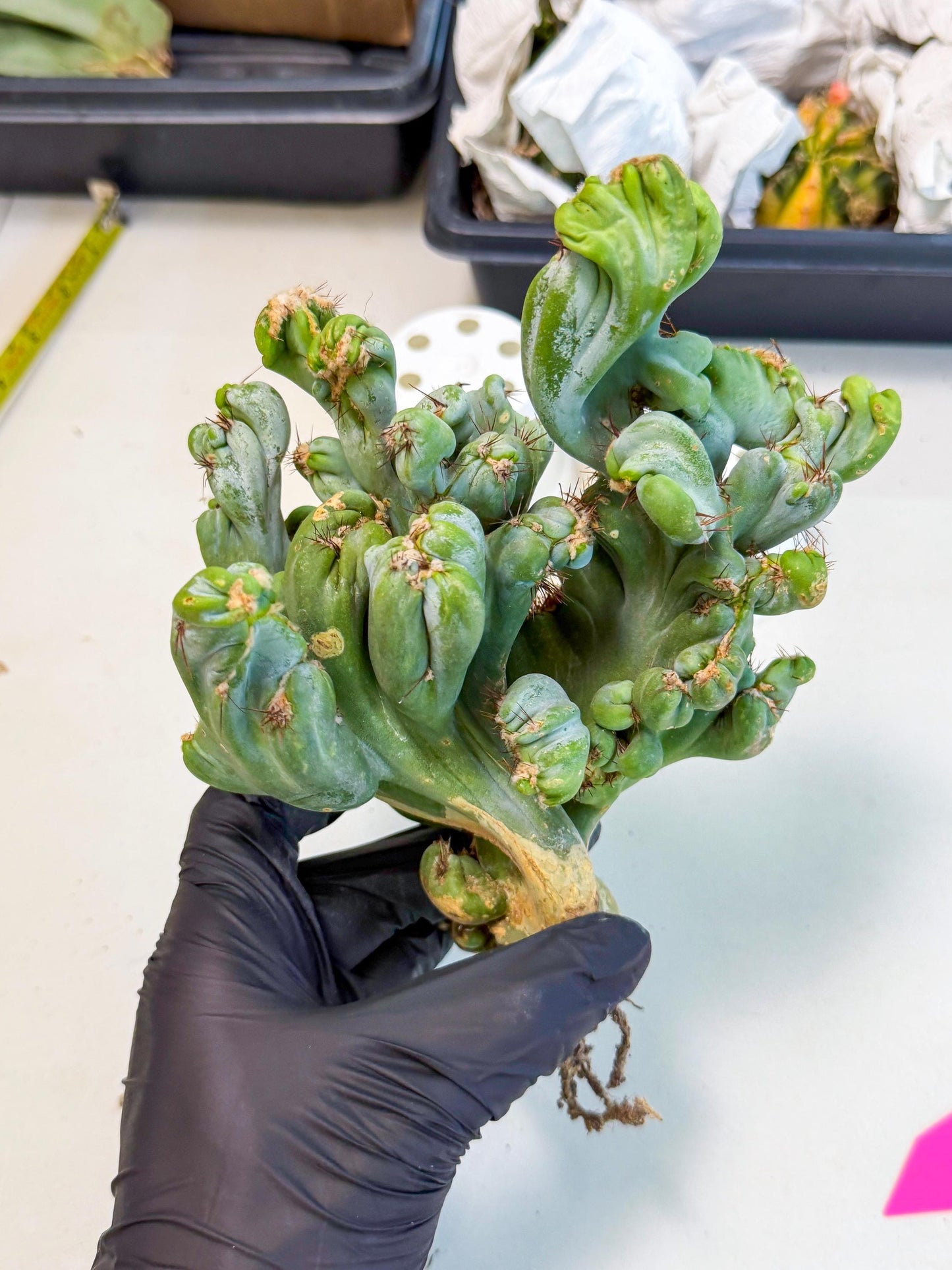 Rare Crested Cactus (p) | Rare House Plant