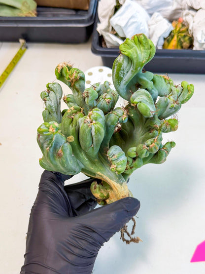 Rare Crested Cactus (p) | Rare House Plant