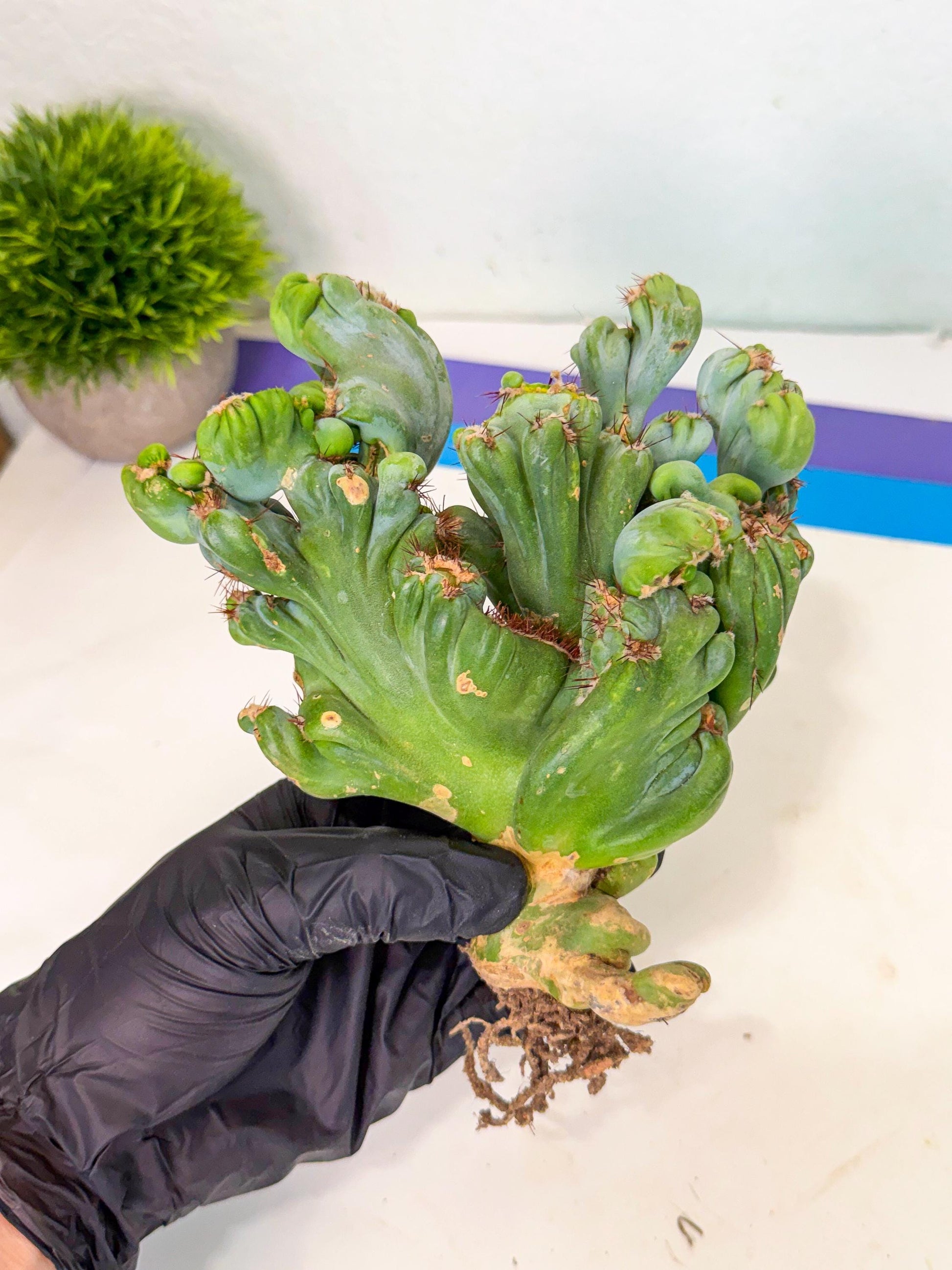 Rare Crested Cactus (p) | Rare House Plant