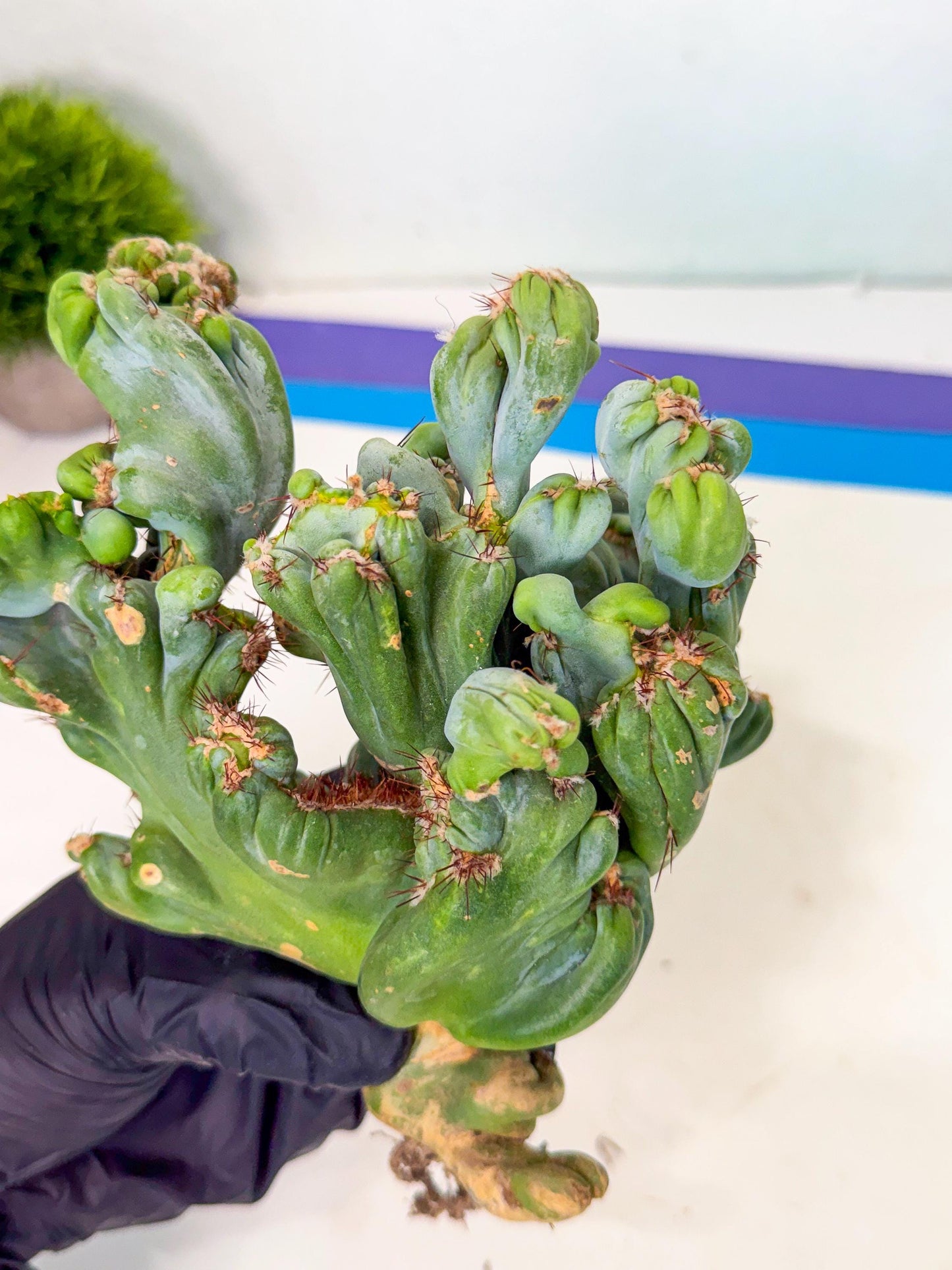 Rare Crested Cactus (p) | Rare House Plant