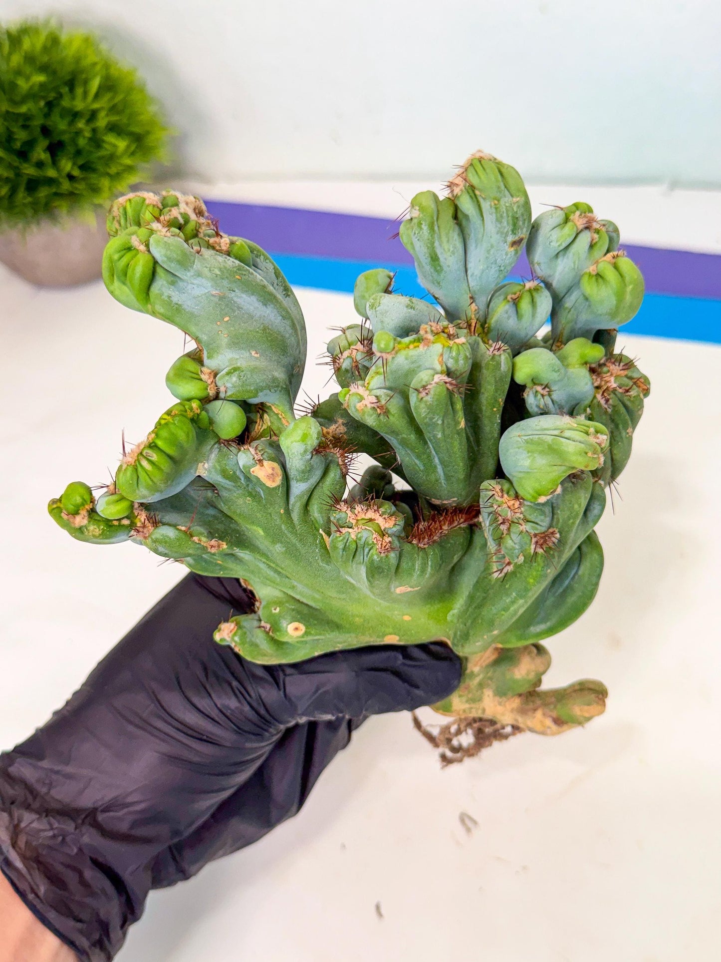 Rare Crested Cactus (p) | Rare House Plant