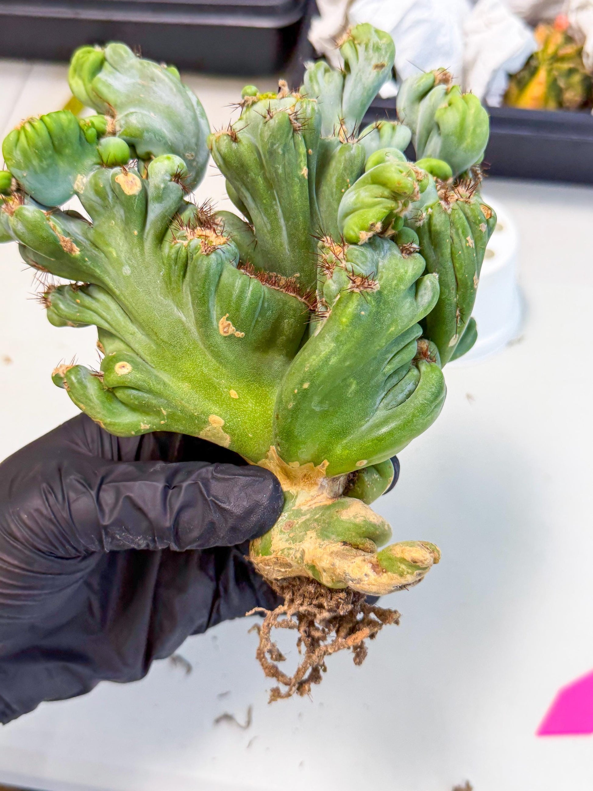 Rare Crested Cactus (p) | Rare House Plant