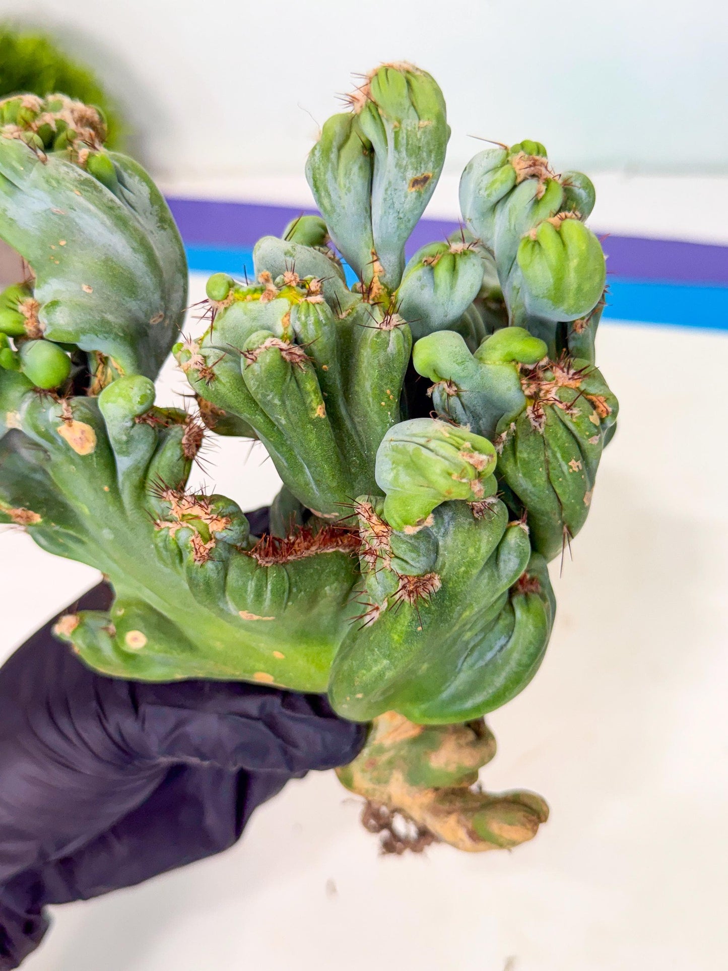 Rare Crested Cactus (p) | Rare House Plant