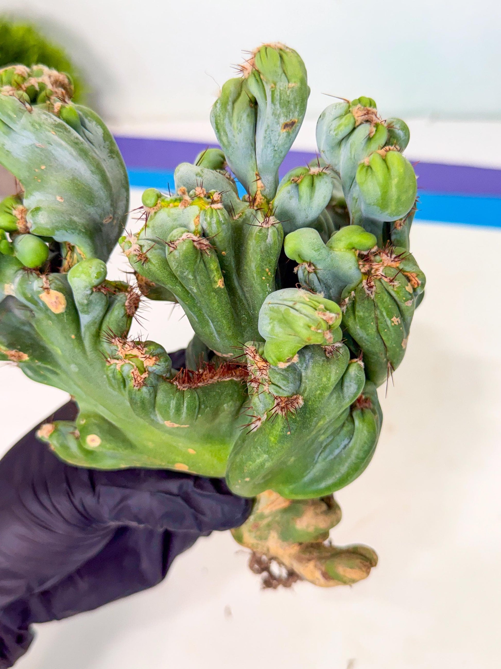 Rare Crested Cactus (p) | Rare House Plant