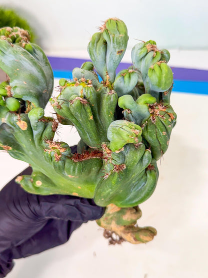 Rare Crested Cactus (p) | Rare House Plant